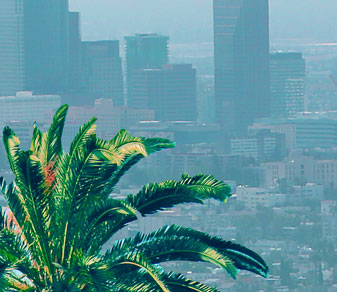 Cityscape with a palm tree